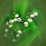 26th May 2021 - lily of the valley