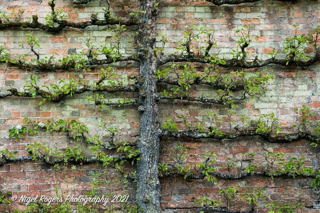 tree wall-1 by nigelrogers