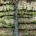 tree wall-1 by nigelrogers