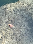 26th May 2021 - A sea Slug in the Cockle Pond
