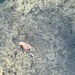 A sea Slug in the Cockle Pond by bill_gk