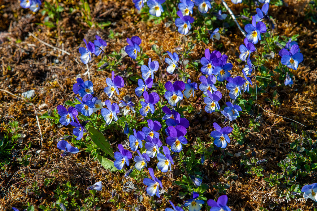 Wild pansy  by elisasaeter