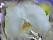 27th May 2021 - White Phalaenopsis Orchid...