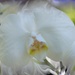 White Phalaenopsis Orchid... by marlboromaam