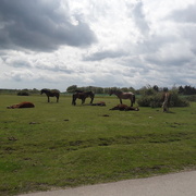 25th May 2021 - New forest ponies