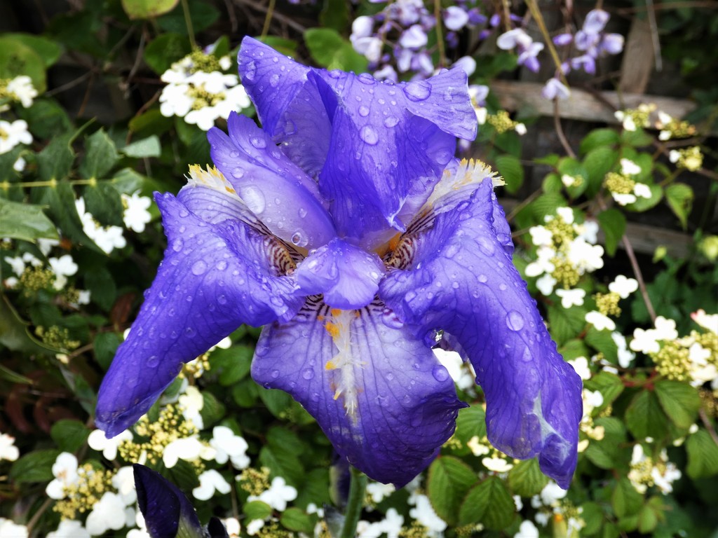 Iris in the rain by julienne1