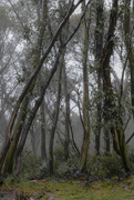 27th May 2021 - Misty mountain morning, Falls Creek Victoria Australia