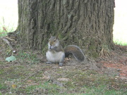 26th May 2021 - Squirrel Eating In Front of Tree