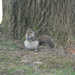 Squirrel Eating In Front of Tree by sfeldphotos