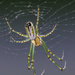 Venusta Orchard Spider by skipt07