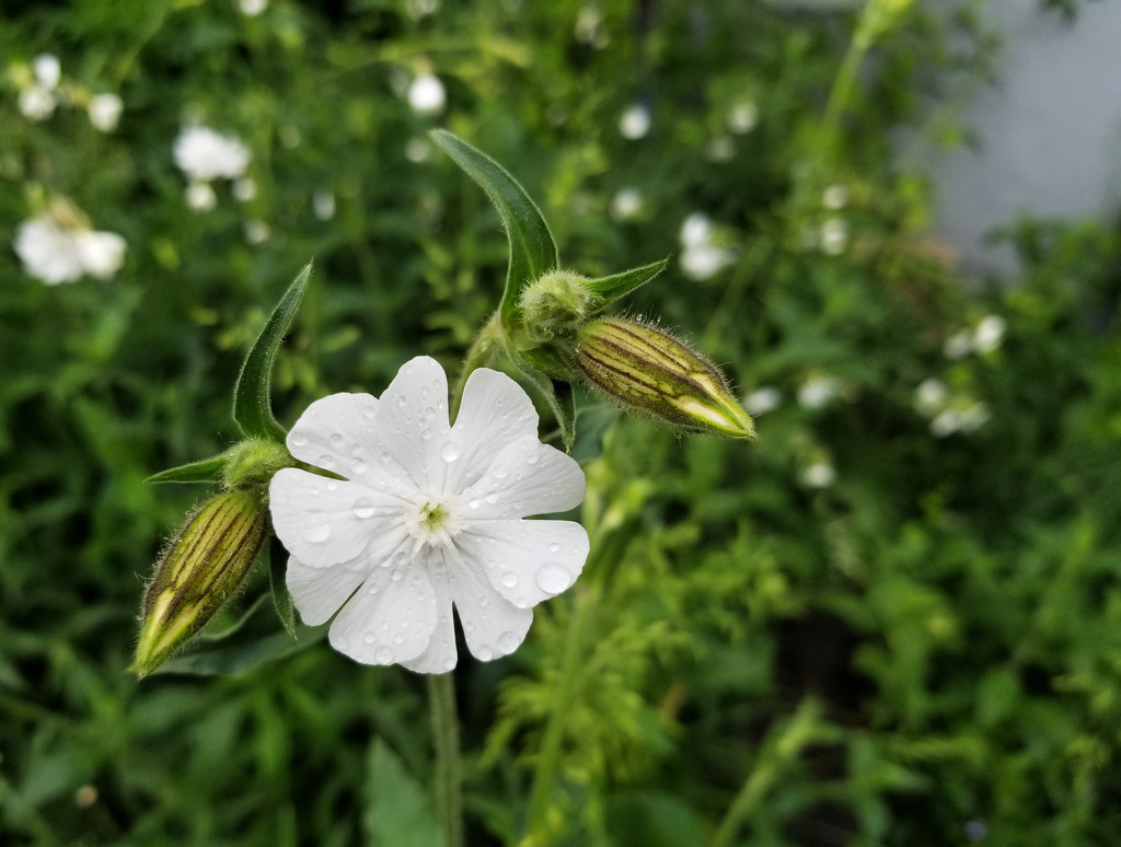 White Campion by ljmanning