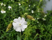 26th May 2021 - White Campion