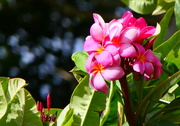 23rd May 2021 - Pink Plumeria