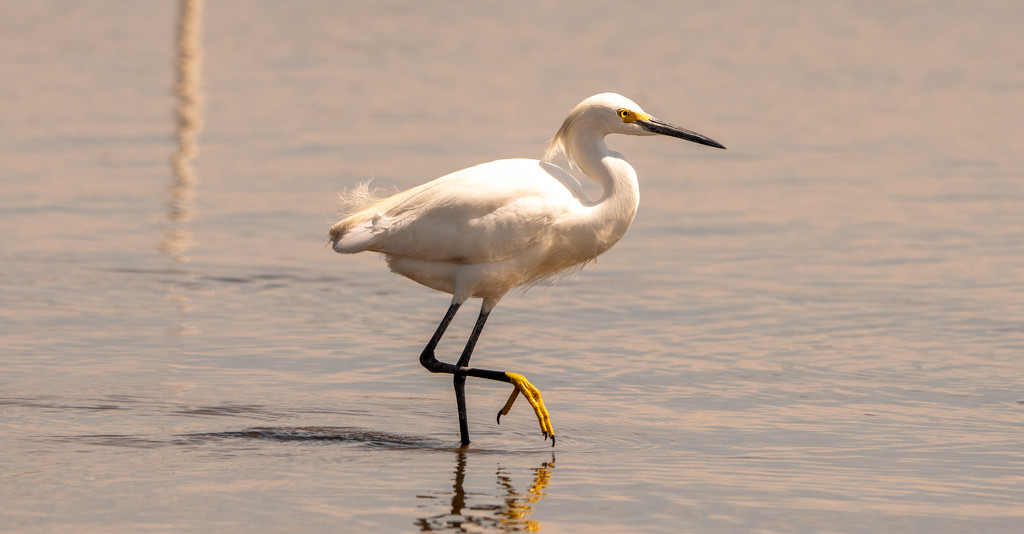 Snowy Egret on the Stroll! by rickster549