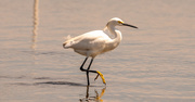26th May 2021 - Snowy Egret on the Stroll!