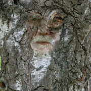 26th May 2021 - A Portrait of the Artist as an Old Tree