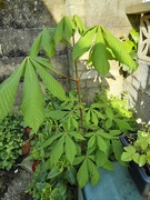 27th May 2021 - Our sapling Horse Chestnut Tree.