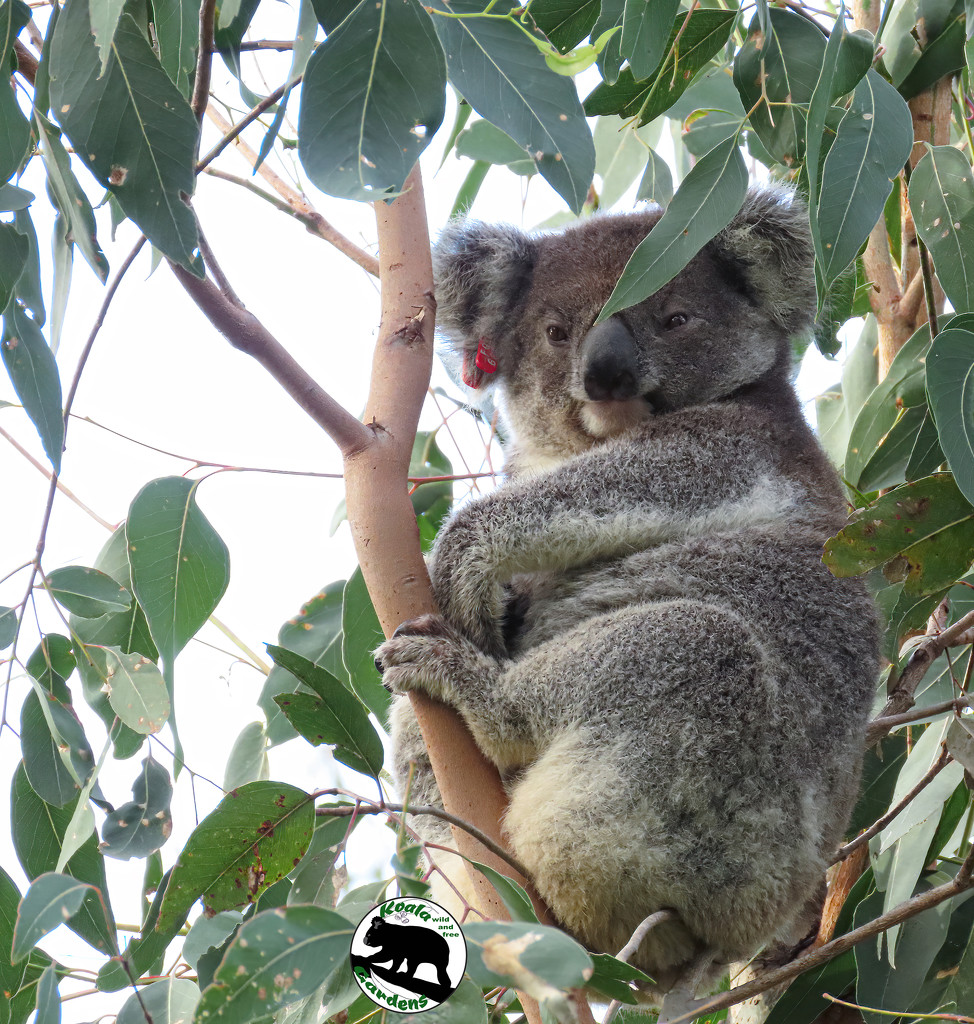 sitting happy as a koala by koalagardens