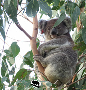 25th May 2021 - sitting happy as a koala