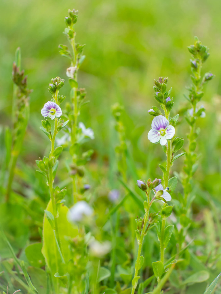 The thyme-leaved speedwell by haskar
