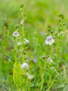 26th May 2021 - The thyme-leaved speedwell