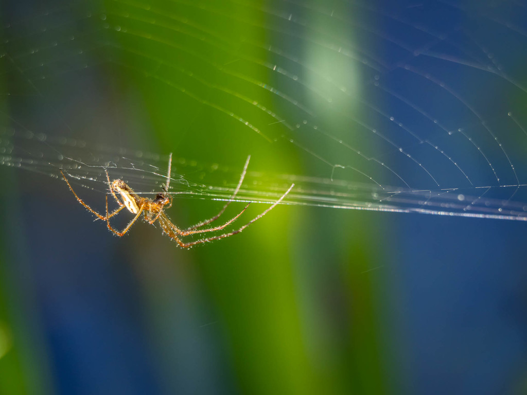 The hunter and his web  by haskar