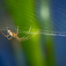 The hunter and his web  by haskar