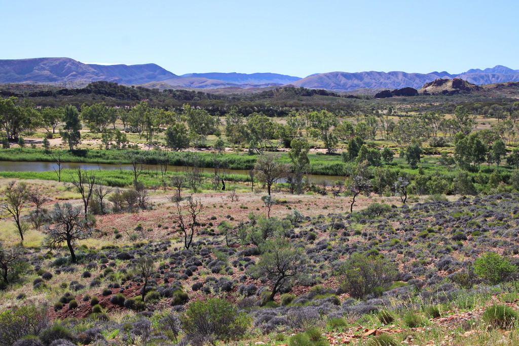 The Finke River in all its Greenery by terryliv