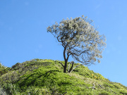 17th May 2021 - Tree on the hill