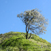 Tree on the hill by jeneurell