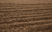 15th May 2021 - Freshly ploughed