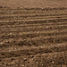 Freshly ploughed by clivee