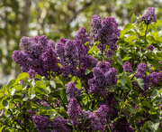 16th May 2021 - Lovely Lilac