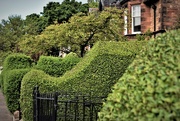 27th May 2021 - hedges