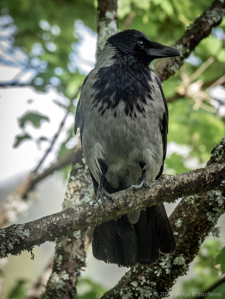 Hooded crow by helstor365