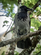 27th May 2021 - Hooded crow