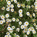 Daisy Flowers by cataylor41
