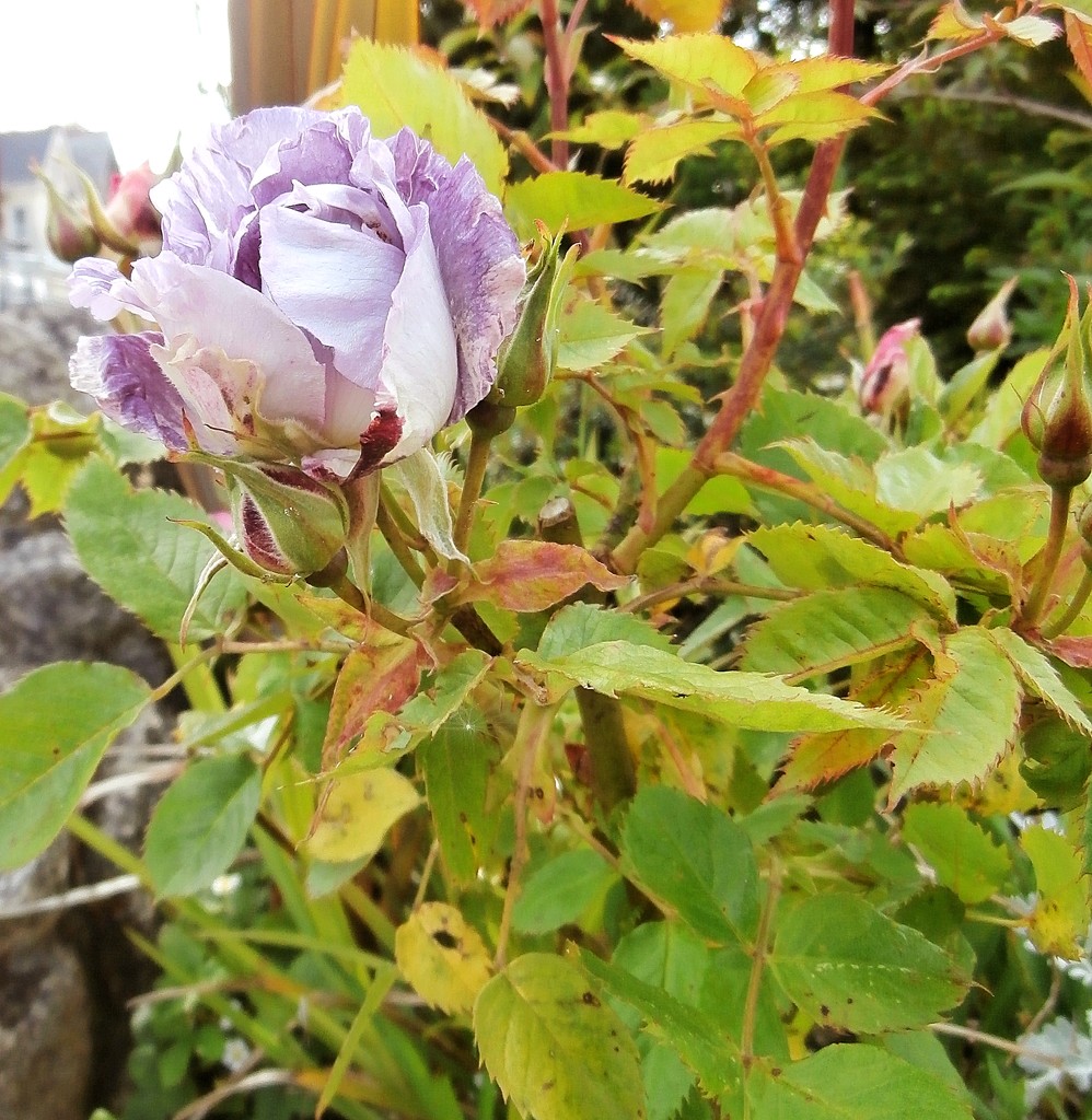 The Purple Rose by cutekitty