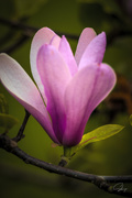 15th May 2021 - Magnolia Blossom