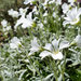 whiteflowerproject satinflower by marijbar