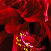 Hibiscus Flower Detail by skipt07