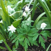 12th May 2021 - wood anemones in the rain