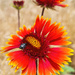 Gaillardia by evgeniamsk