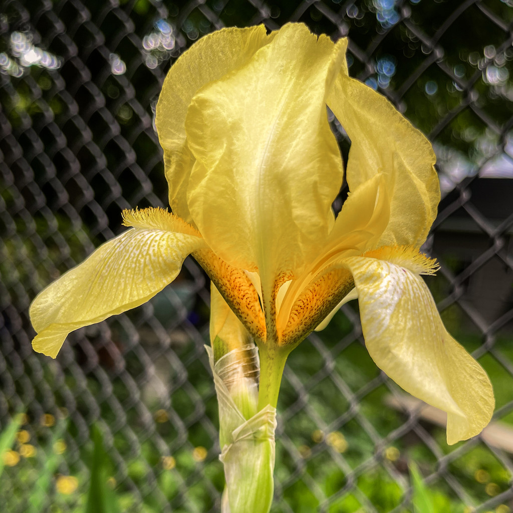 iris full bloom by jernst1779