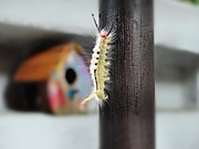 27th May 2021 - Tussock-Moth Caterpillar