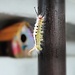 Tussock-Moth Caterpillar by peggysirk