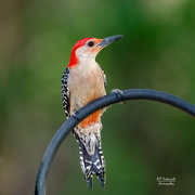 27th May 2021 - Red-bellied Woodpecker