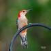 Red-bellied Woodpecker by photographycrazy