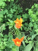 26th May 2021 - Tulips