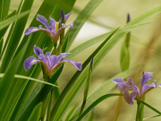 27th May 2021 - Southern blue flag irises